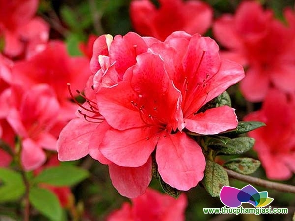 Cảnh giác với những loài hoa đẹp nhưng… độc ngày Tết