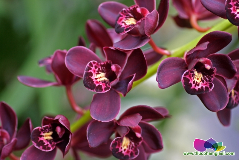 Hoa ”độc” Trung Quốc ”lấn” hoa Việt