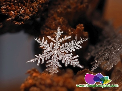 hoa tuyet   ve dep lanh gia cua mua dong