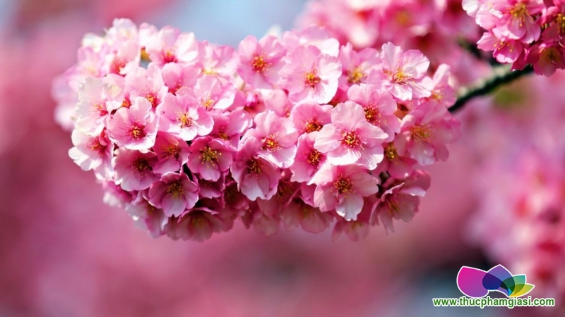 Tại sao hoa đỗ quyên chứa chất độc vẫn được dân tình ’rần rần’ chọn mua chưng Tết?